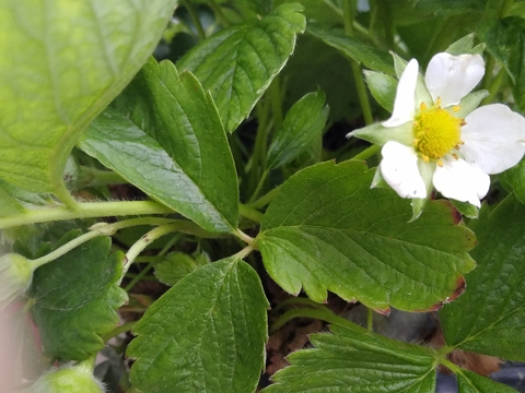 O morangueiro dá flores brancas mas frutos vermelhinhos.